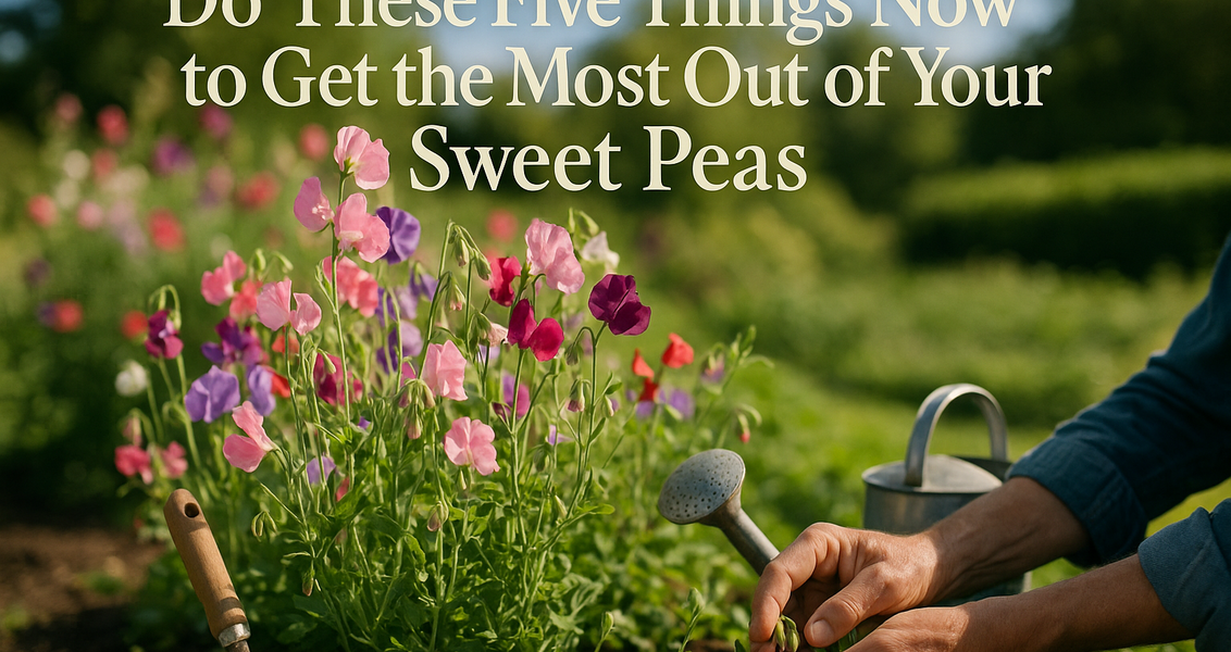 alt_text: Sweet Pea Juni memamerkan kebun penuh bunga, hasil dari hobi berkebun yang susah dihentikan.